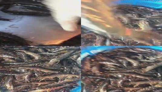 活虾黑虎虾实拍高清在线视频素材下载