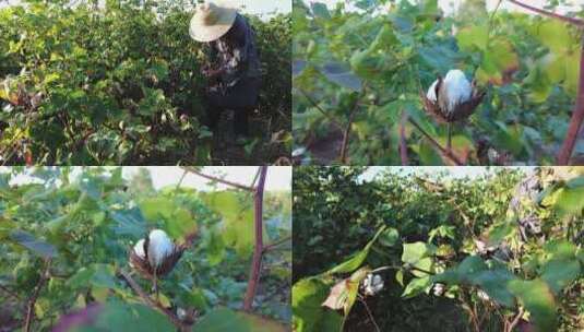 棉花种植高清在线视频素材下载