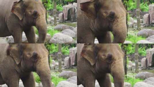 泰国大象高清在线视频素材下载