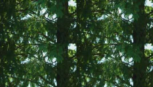 4k阳光透过林间树叶高清在线视频素材下载