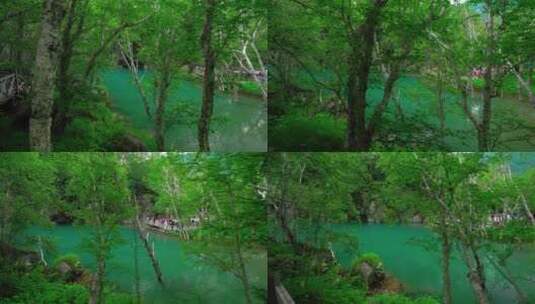 丛林中的湖泊高清在线视频素材下载