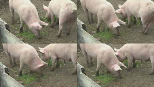 4k进食的猪高清在线视频素材下载