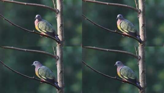 树上的五颜六色的鸽子高清在线视频素材下载