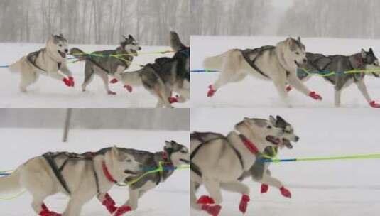 一队哈士奇雪橇狗在雪地里跑高清在线视频素材下载