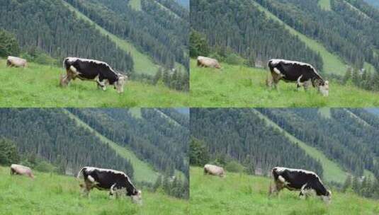 在山上吃草的牛高清在线视频素材下载