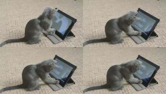 小猫正在跟平板电脑玩耍高清在线视频素材下载