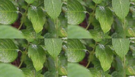 雨中的绿色植物高清在线视频素材下载