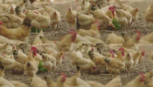 土鸡养殖基地10高清在线视频素材下载