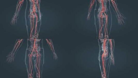 医学人体血管动静脉瓣膜血液血流三维动画高清在线视频素材下载
