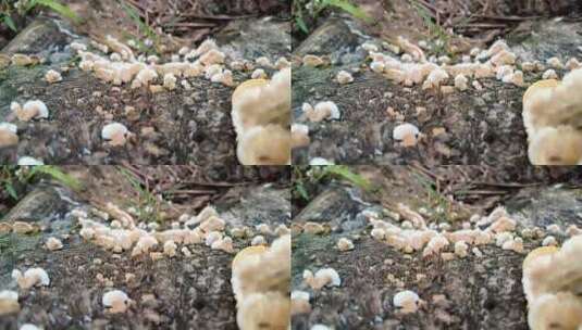 白色野生蘑菇高清在线视频素材下载