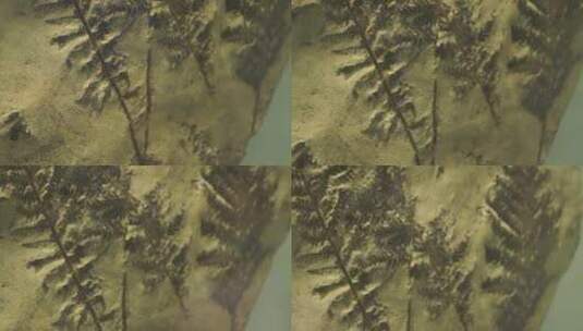 远古植物化石标本古代植物高清在线视频素材下载