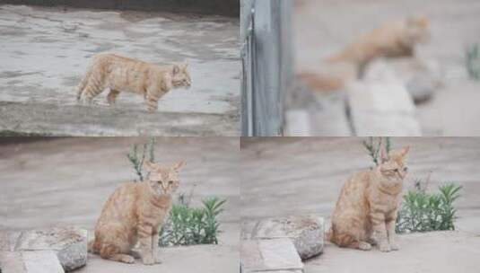橙色的小猫高清在线视频素材下载