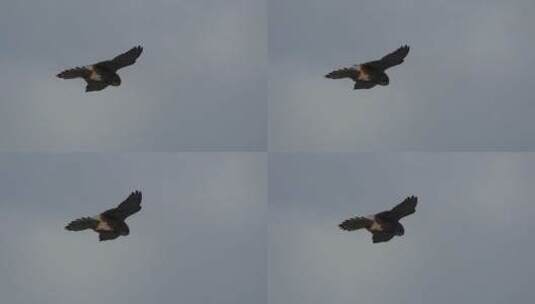 飞翔中的猫头鹰高清在线视频素材下载