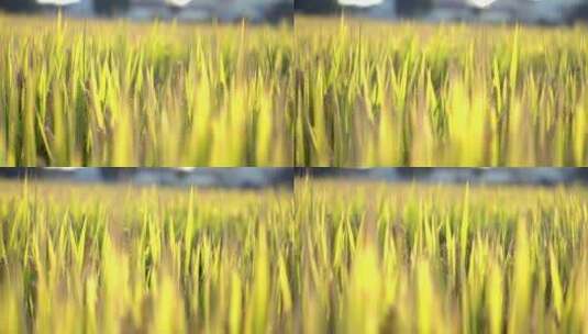 水稻稻谷大米米饭农业粮食丰收稻田乡村振兴高清在线视频素材下载
