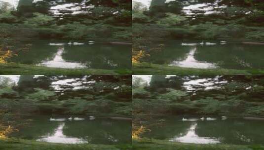 静谧花园池塘中的天鹅高清在线视频素材下载