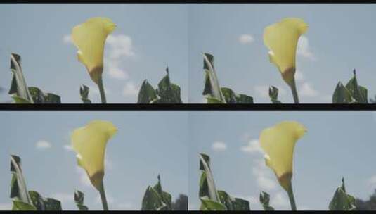 花园里黄色百合花的特写高清在线视频素材下载