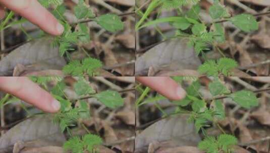 害羞的植物高清在线视频素材下载