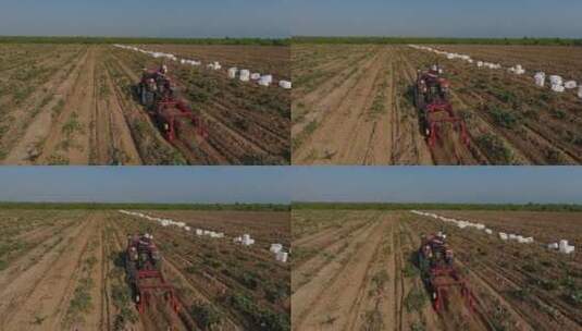 机械收获红薯，航拍农业高清在线视频素材下载