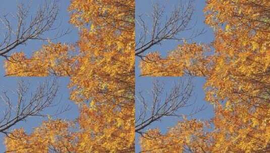 微风吹动蓝蓝的天空和秋叶高清在线视频素材下载
