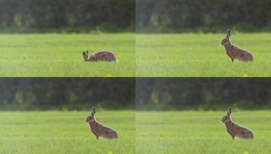 野兔野生兔子兔子素材高清在线视频素材下载