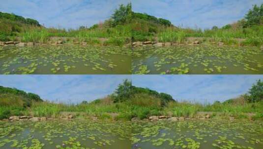湿地公园小路 湖边堤坝高清在线视频素材下载