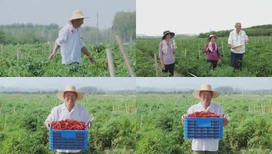 辣椒种植基地高清在线视频素材下载