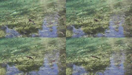 清澈水里的锦鲤高清在线视频素材下载