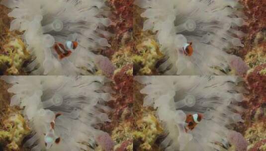 海葵中的小丑鱼高清在线视频素材下载