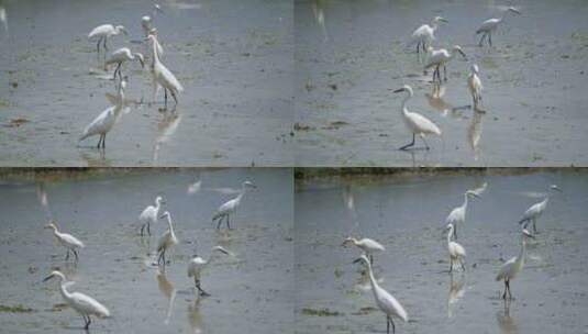 插秧时节，水田里觅食的白鹭群高清在线视频素材下载