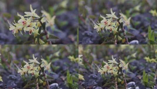 生态铁皮石斛种植基地高清在线视频素材下载