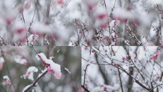 下雪雪中红梅唯美空镜合集高清在线视频素材下载