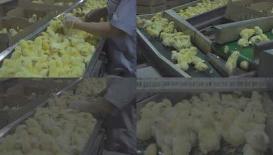 4K养殖鸡苗为小鸡接种疫苗S-Log素材高清在线视频素材下载
