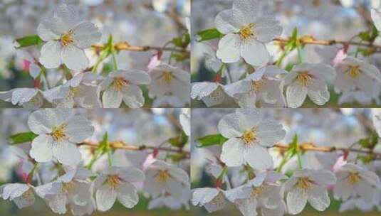 春天盛开的樱花树花朵随风摇曳慢镜头高清在线视频素材下载