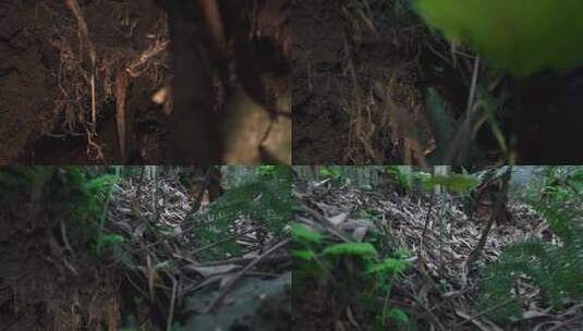 从竹子地下的根部 摇到地面上高清在线视频素材下载