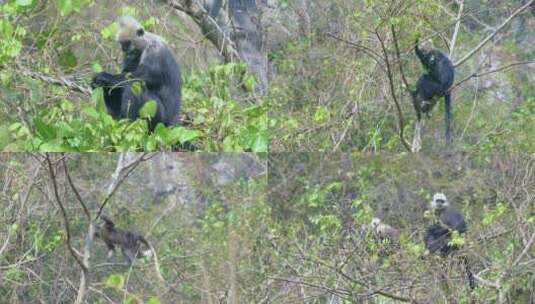 4K拍摄 崇左树枝上活动的白头叶猴高清在线视频素材下载