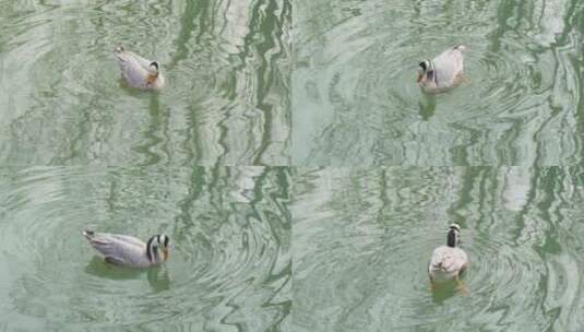 鸭子在水中觅食吃东西高清在线视频素材下载