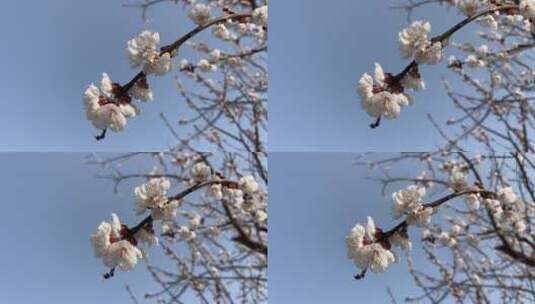 春天盛开的花朵特写高清在线视频素材下载