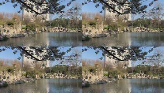 济南五龙潭公园樱花开放，与泉水交相呼应高清在线视频素材下载