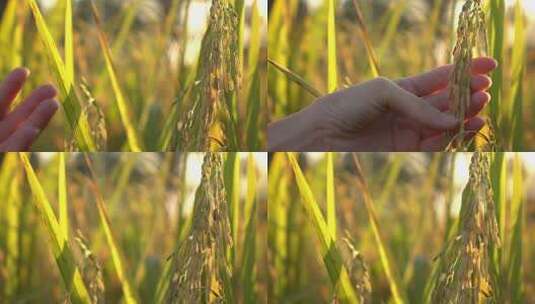 夕阳下，用手抚摸着成熟的金色小麦高清在线视频素材下载