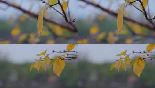 秋天树叶变黄高清在线视频素材下载
