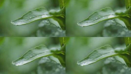下雨植物上的水珠升格高清在线视频素材下载