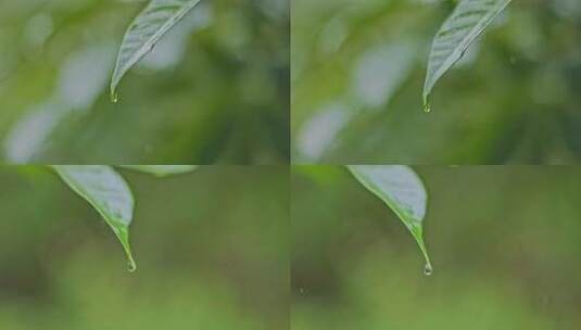 雨水水滴绿叶滴水高清在线视频素材下载