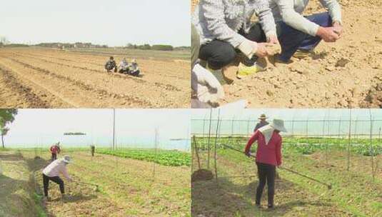 0351 农业专家考察土壤高清在线视频素材下载