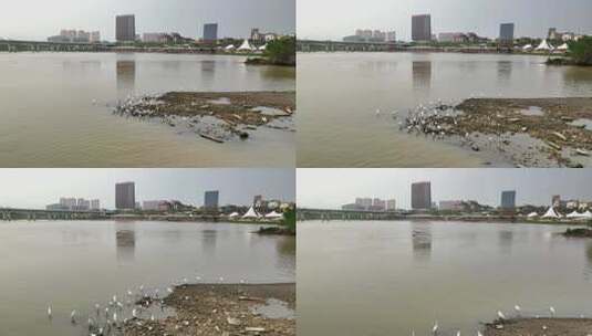 航拍福建漳州九龙江江心岛白鹭栖息地高清在线视频素材下载