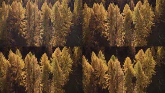 航拍秋日森林唯美自然风光高清在线视频素材下载