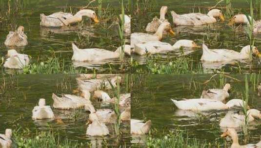 池塘一群鸭子觅食特写实拍镜头高清在线视频素材下载