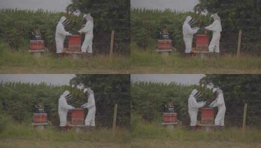 养蜂人中景高清在线视频素材下载