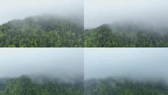 雨后森林航拍雪松树林云雾缭绕绿色生态环境高清在线视频素材下载