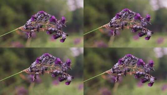 再力花 水竹芋 水莲蕉 塔利亚 紫色花朵高清在线视频素材下载