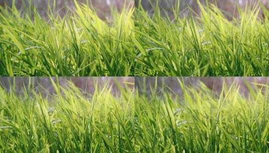 阳光下的草地清新空镜高清在线视频素材下载